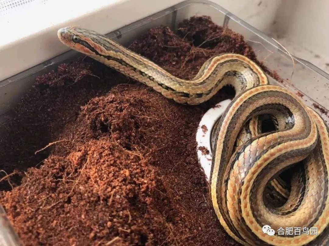 各种动物蛇类科普视频,蛇类科普介绍