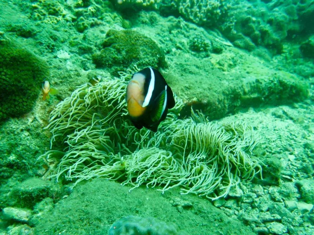 三亚潜水哪个俱乐部最好,三亚潜水得请教练么