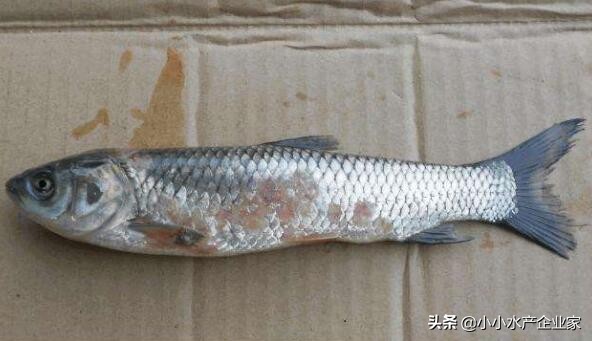 草鱼赤皮病怎么治最好,草鱼赤皮病最佳治疗方法