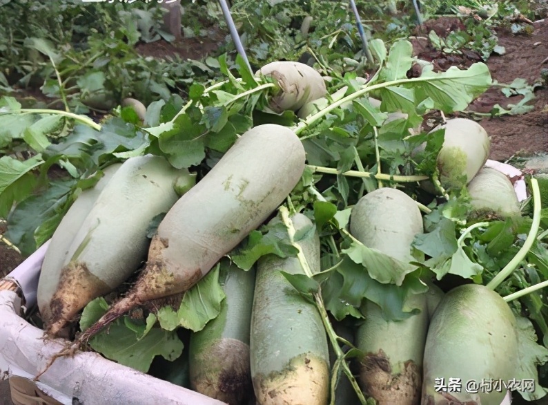 未来五年农村什么生意最赚钱项目,2023年农村创业啥最挣钱