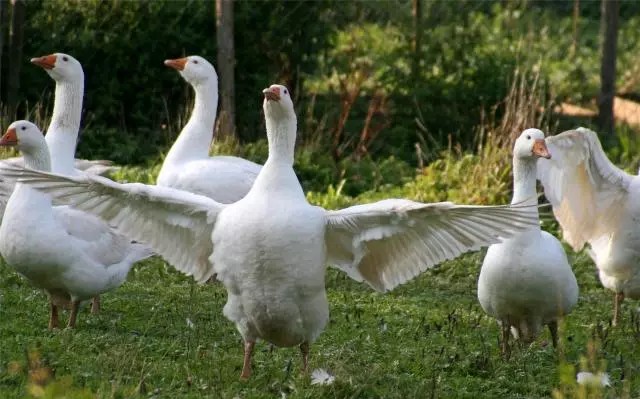 遇蛇别慌张科学防治蛇咬伤,立夏蛇出动小心被蛇咬
