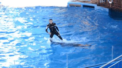 临沂海洋世界优惠券,临沂海洋世界特惠票