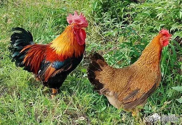 养鸡三大绝密秘诀,养鸡技术十大经典