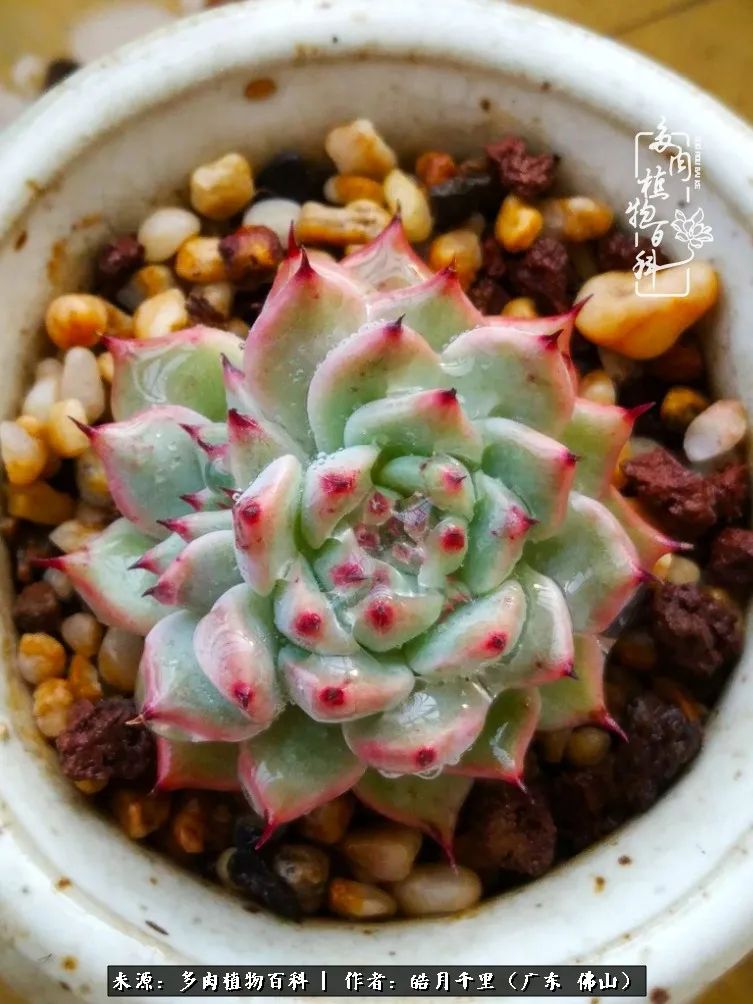 多肉娇气养不活多肉的10个秘密,养多肉是件很治愈的事情