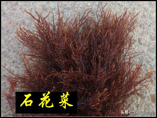 海里的食用藻类图片,青岛海边常见的生物