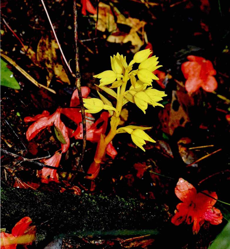 世界上最贵的兰花鬼兰图片,鬼兰最贵兰花