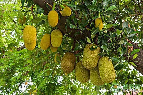 农村山里菠萝蜜的栽培,菠萝蜜种植栽培管理技术