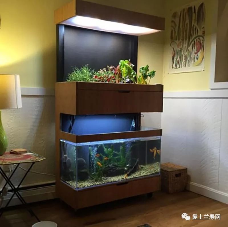 鱼缸五十种鱼,家庭鱼缸养什么鱼更容易存活