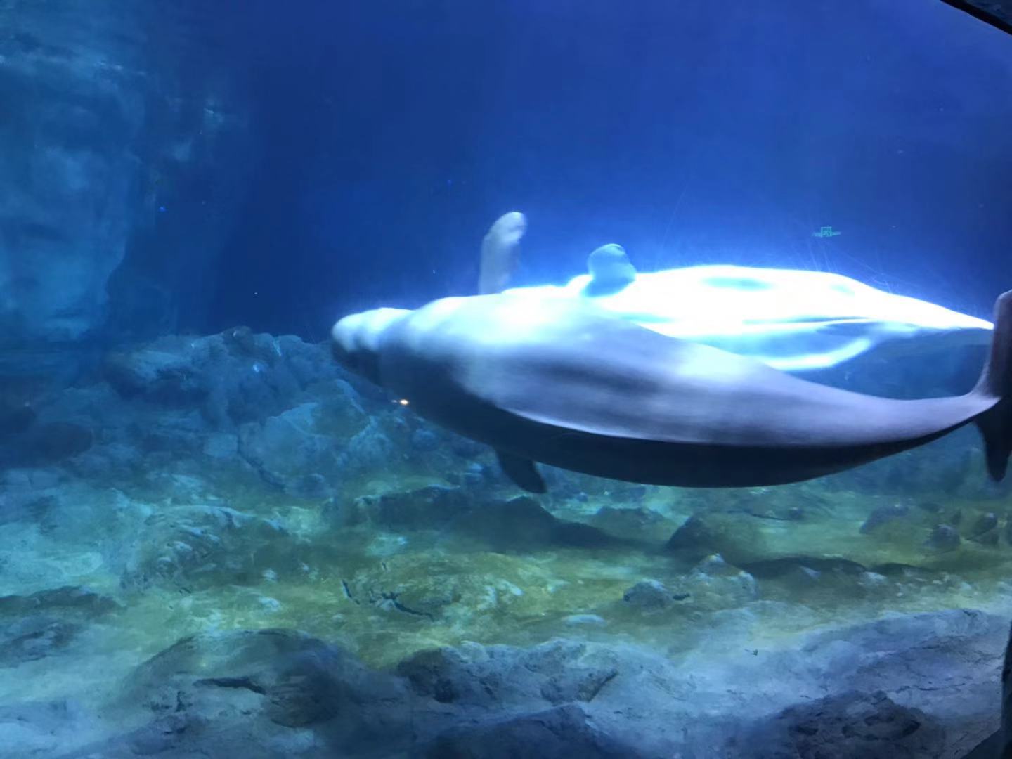 珠海长隆海洋王国亲子攻略2岁,亲子珠海长隆海洋王国一日游攻略