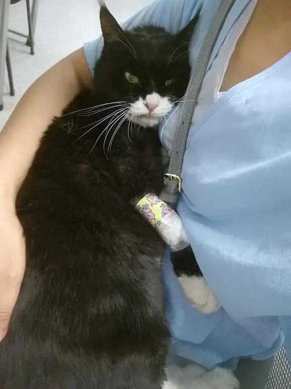 糖尿病患者胆囊炎胰腺炎同时出现,胆囊结石胰腺炎糖尿病