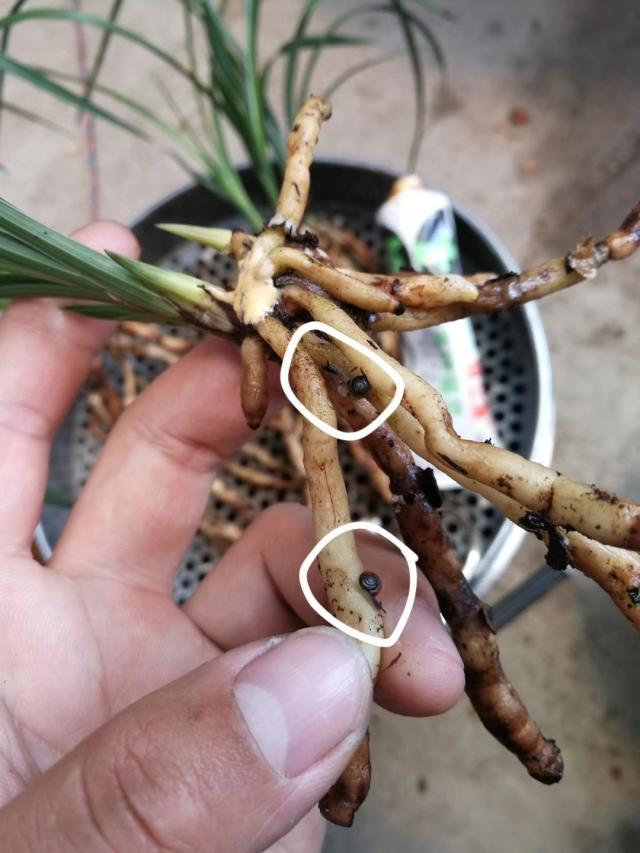 多肉蜗牛养殖方法,多肉蜗牛养护方法