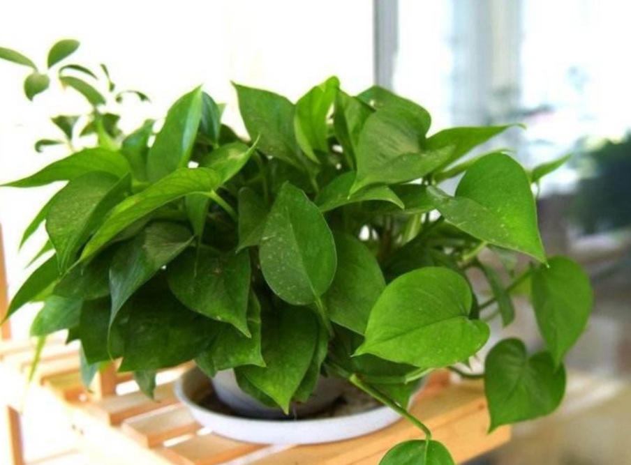 绿萝是很好养活的植物,绿萝的正确浇水方法你做对了吗