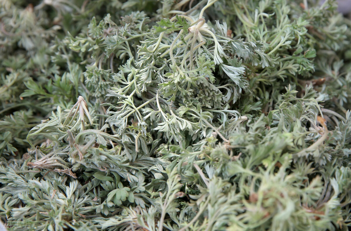 茵陈蒿怎么用可以去口臭,口臭佩兰芳香化湿