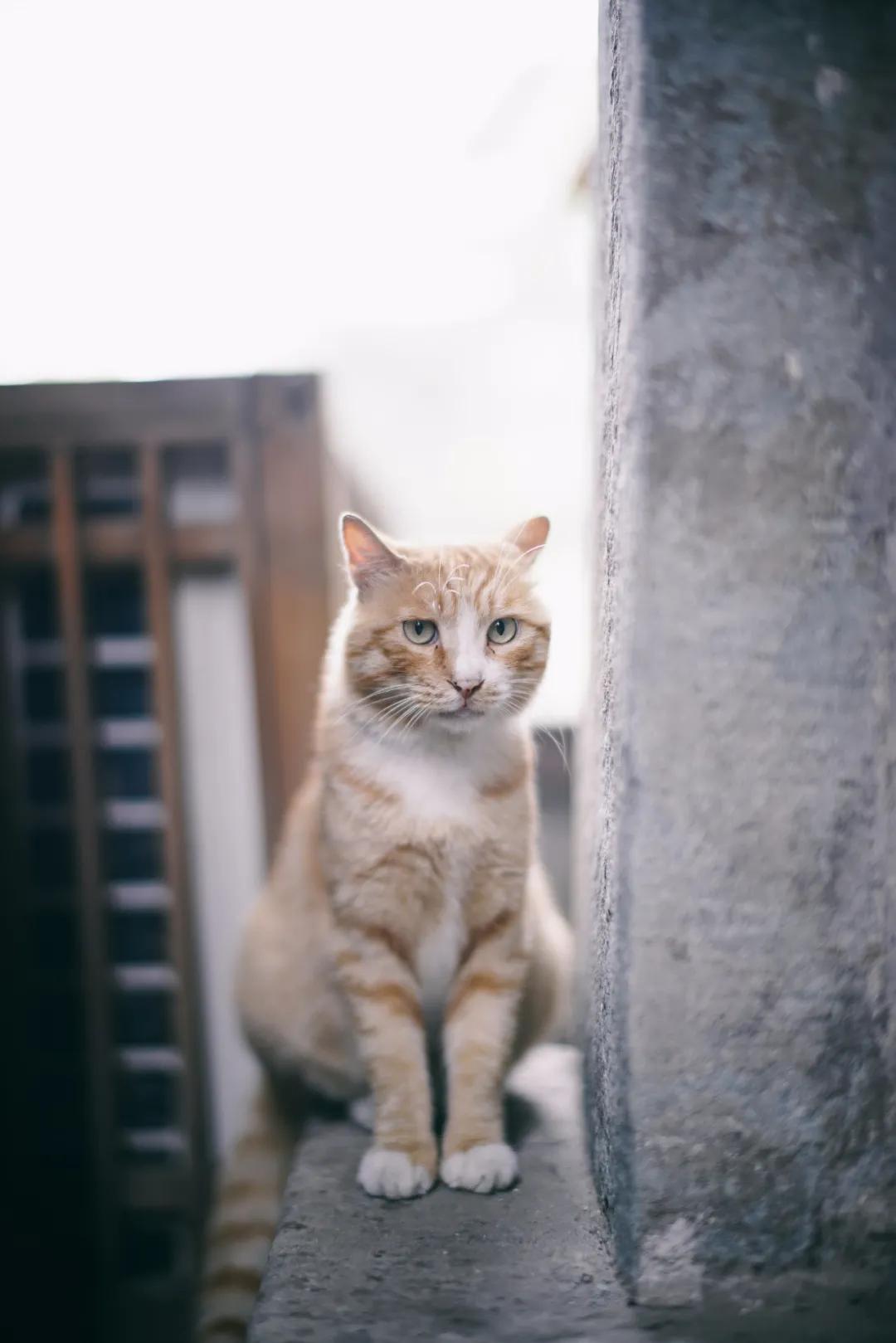 夜神50mm铭匠光学,铭匠的夜神相机镜头