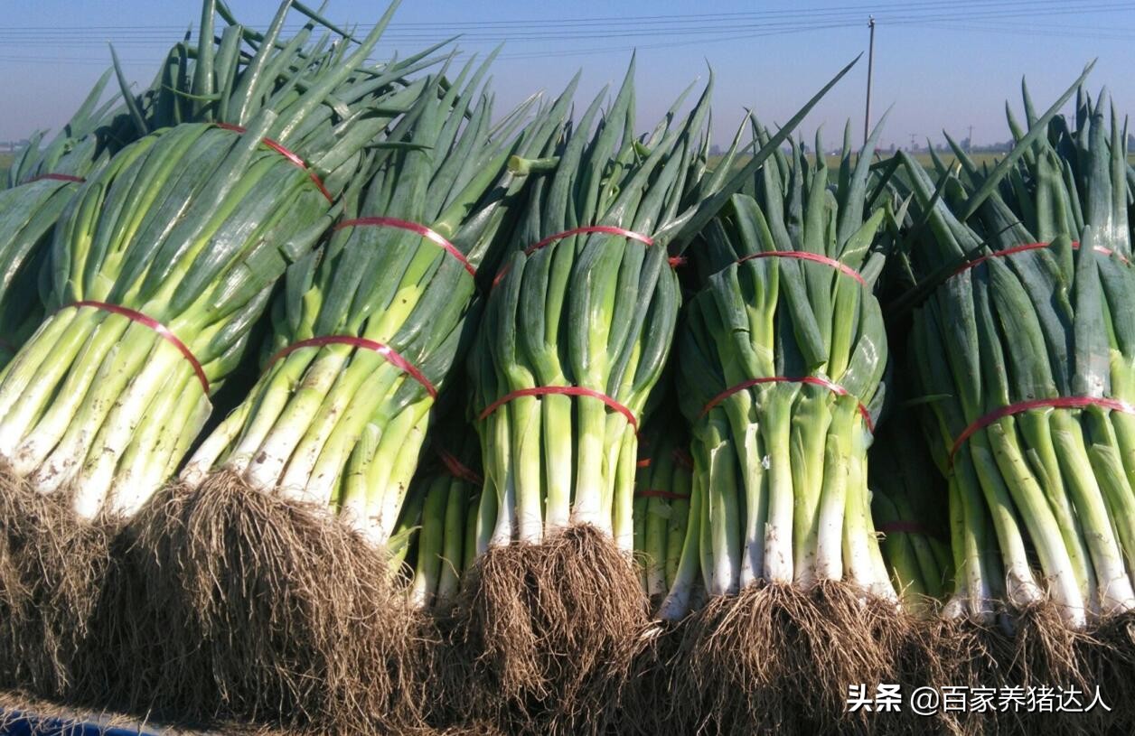 养猪场韭菜治猪病,大葱能治病吗