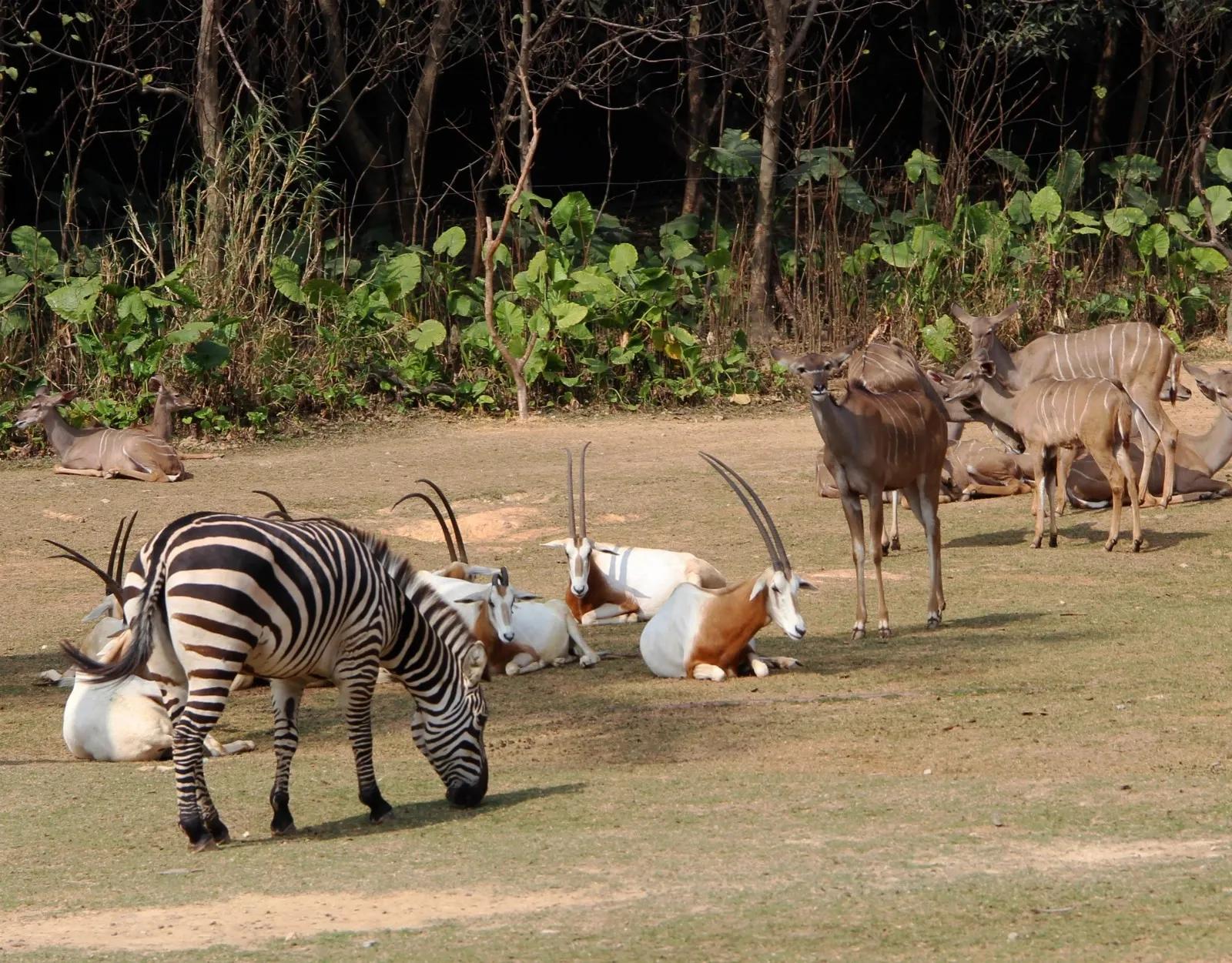 到长隆野生动物园坐地铁到哪站,广州长隆野生动物园玩一圈多久