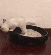 好久不拉屎什么情况,什么情况下拉屎