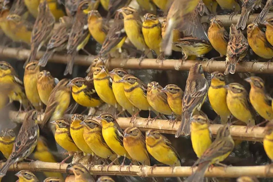 从禾花雀到云雀，又一种鸟快被中国人吃绝种了！