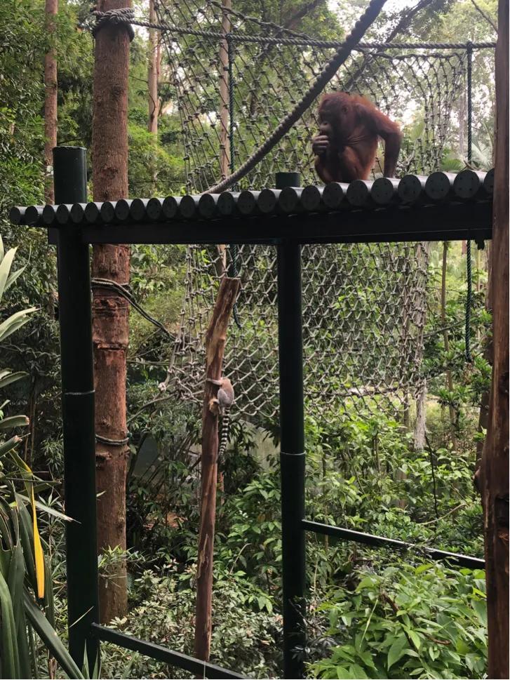 暑期广州长隆野生动物世界门票,长隆海洋王国和野生动物园门票