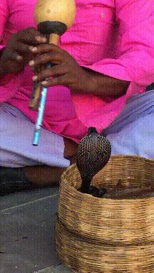 这只鹦鹉一直以为他是一只猴,所以每天都在重复做这个动作