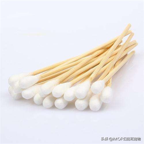 辟谣!棉签可以让母猫停止发情?铲屎的,我建议你住手