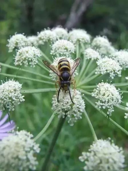 这4种花卉很漂亮花量大观赏度高,20种漂亮花好看不好养