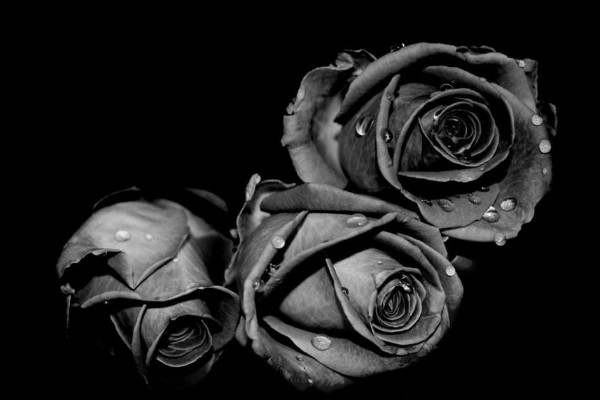 黑色的花,发光的暗夜精灵