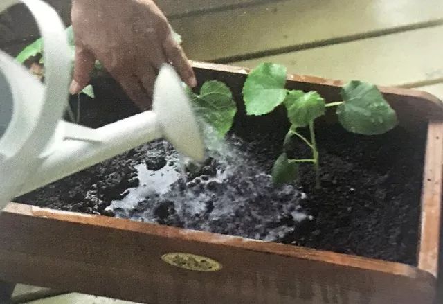 怎么在地里种秋葵,秋葵怎么种植在阳台上