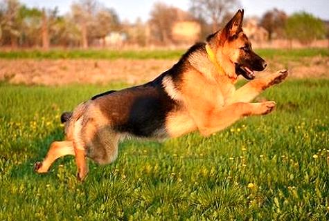 狗狗四联疫苗怎么打,狗狗不打狂犬疫苗会怎么样