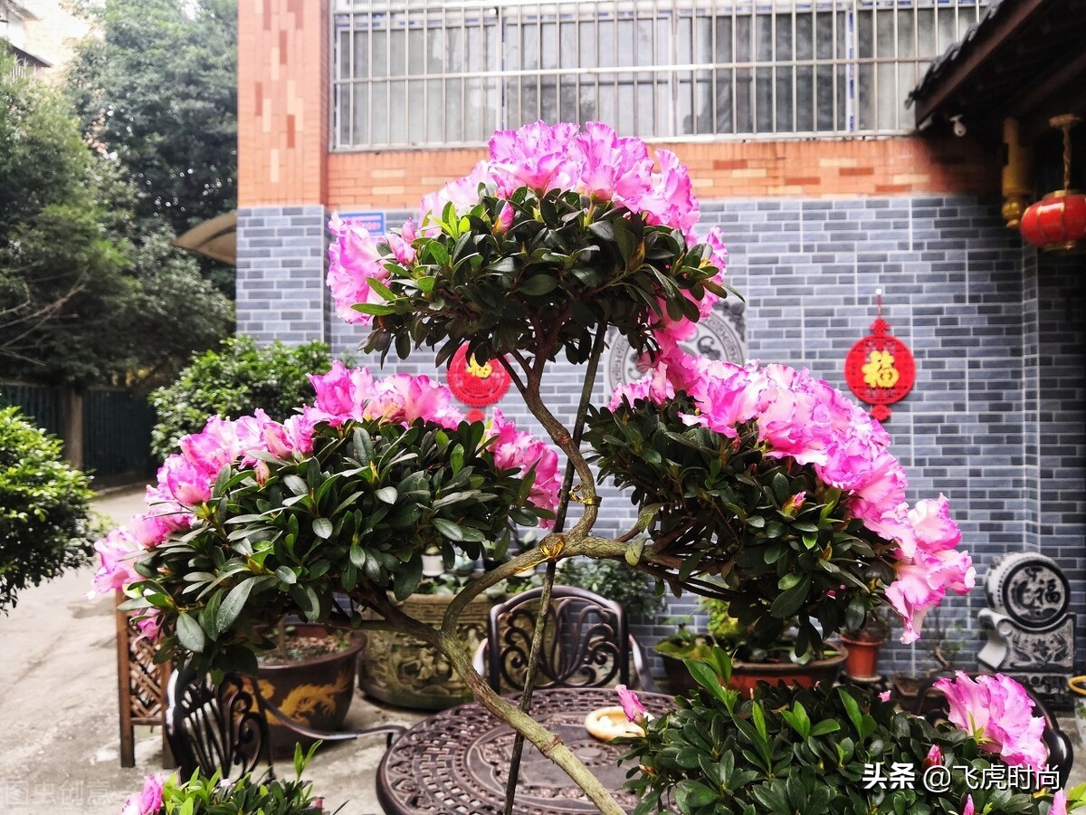 怎样才能把杜鹃花养好,养好杜鹃花有哪些注意事项