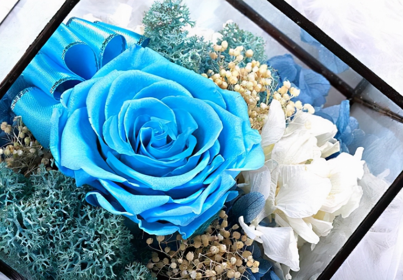 哪种花叫永生花,有种花叫永生花