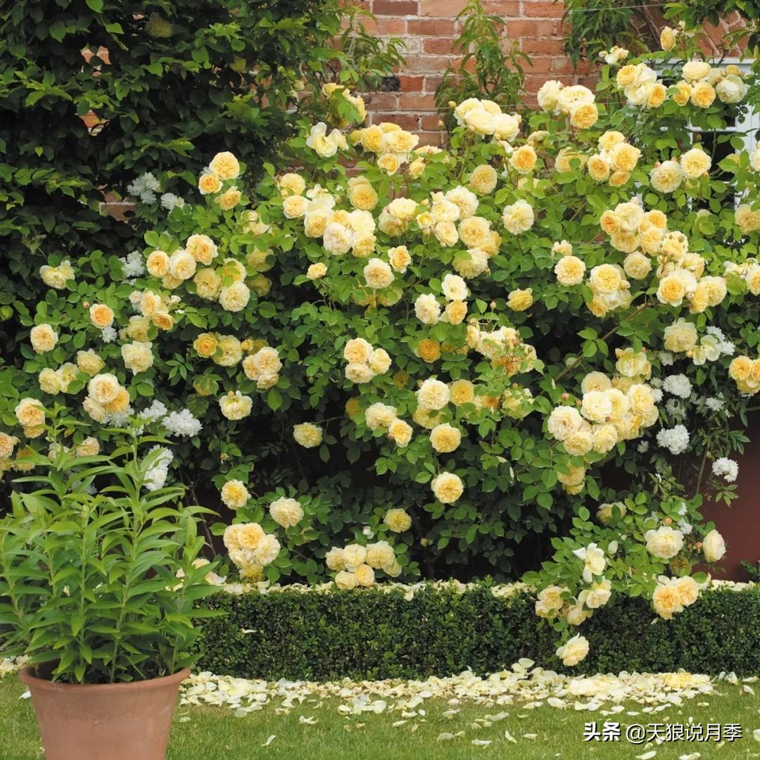 四月最浪漫的蔷薇花,最浪漫的四月花