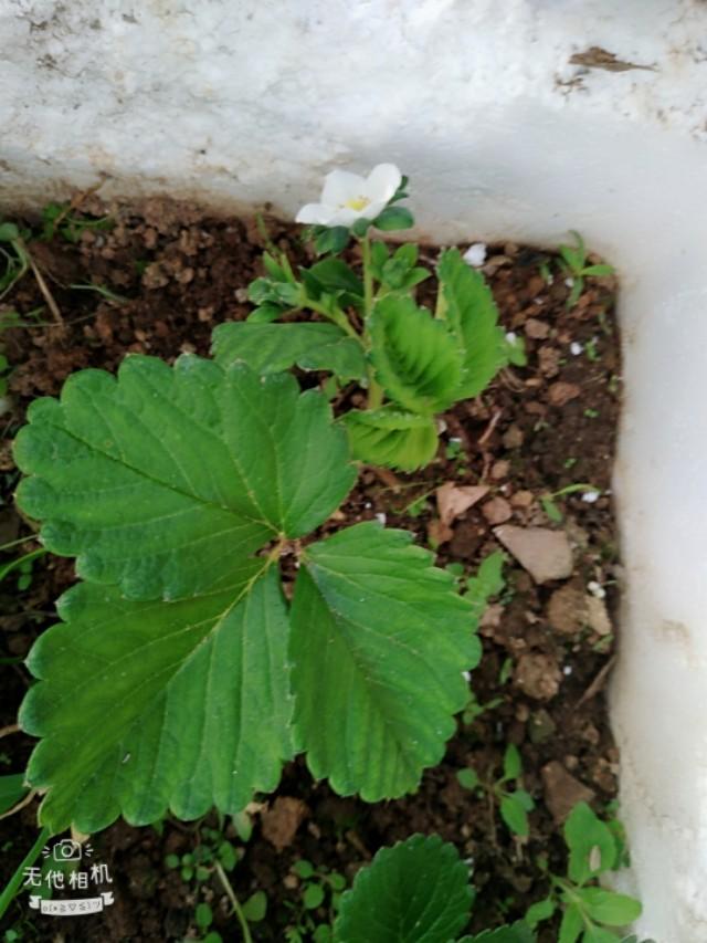 网上买的草莓苗太差了怎么办,怎么辨别草莓苗是不是真的