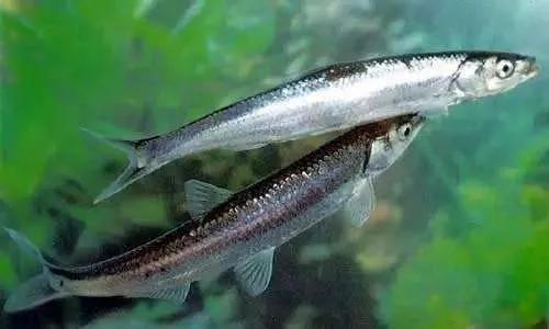 12种中国最珍贵的顶级食用鱼，做为一名吃货不可不知！