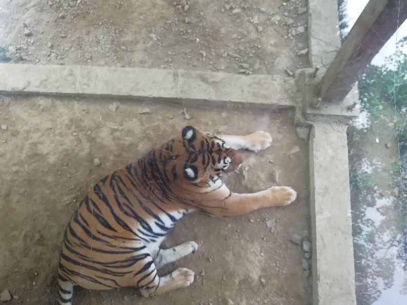 洛阳栾川竹海野生动物园值得去吗,洛阳栾川竹海野生动物园都有什么