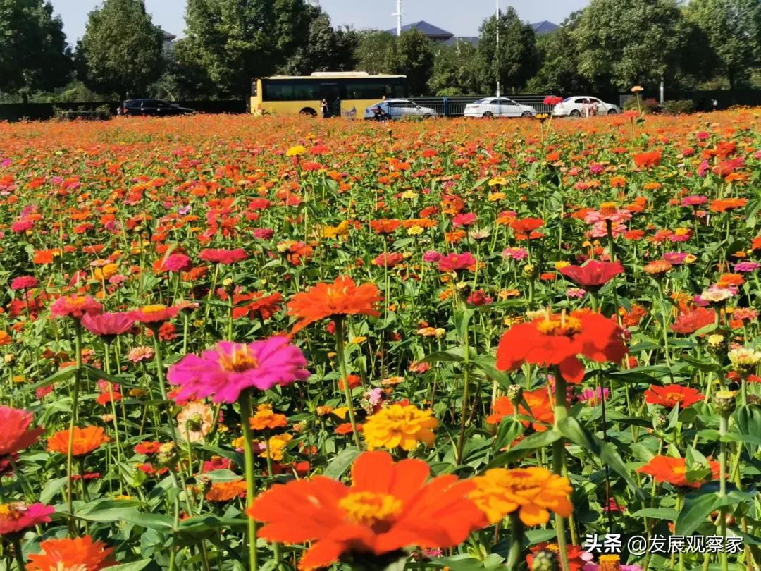 双流花海风景,双流紫色花海