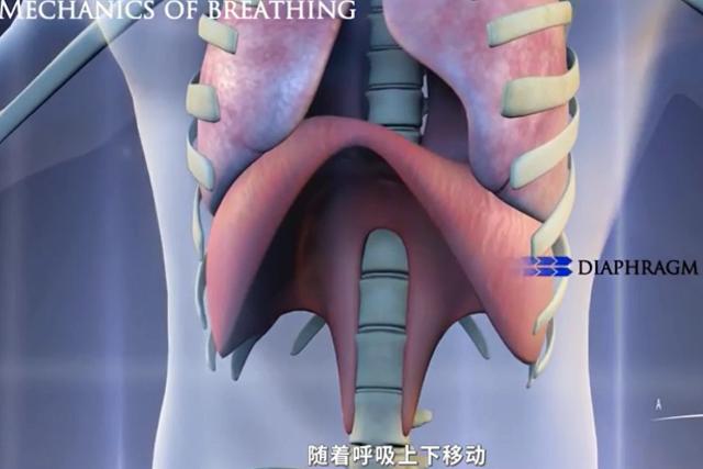 如何通过呼吸锻炼心肺,运动正确的呼吸模式