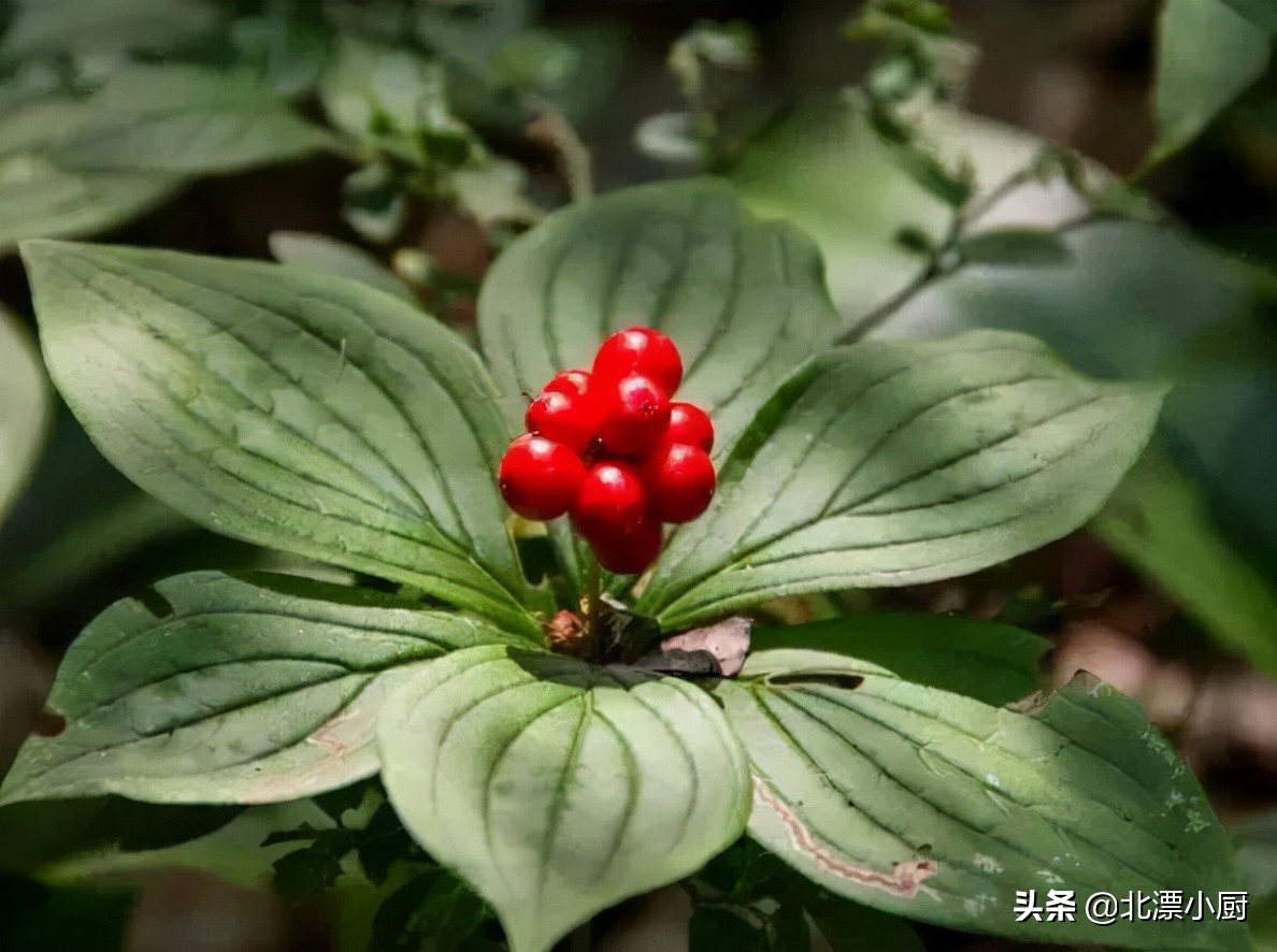 重阳节5种传统食物记得吃,重阳节吃什么传统食物最好