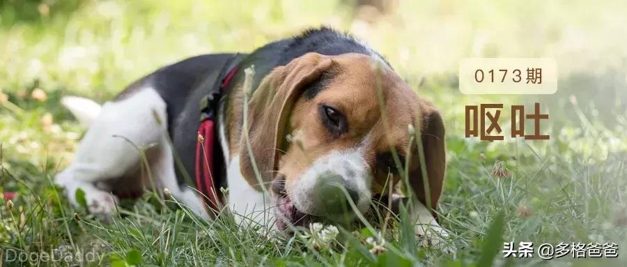狗狗胀气有呕吐是什么情况,狗狗反刍式呕吐