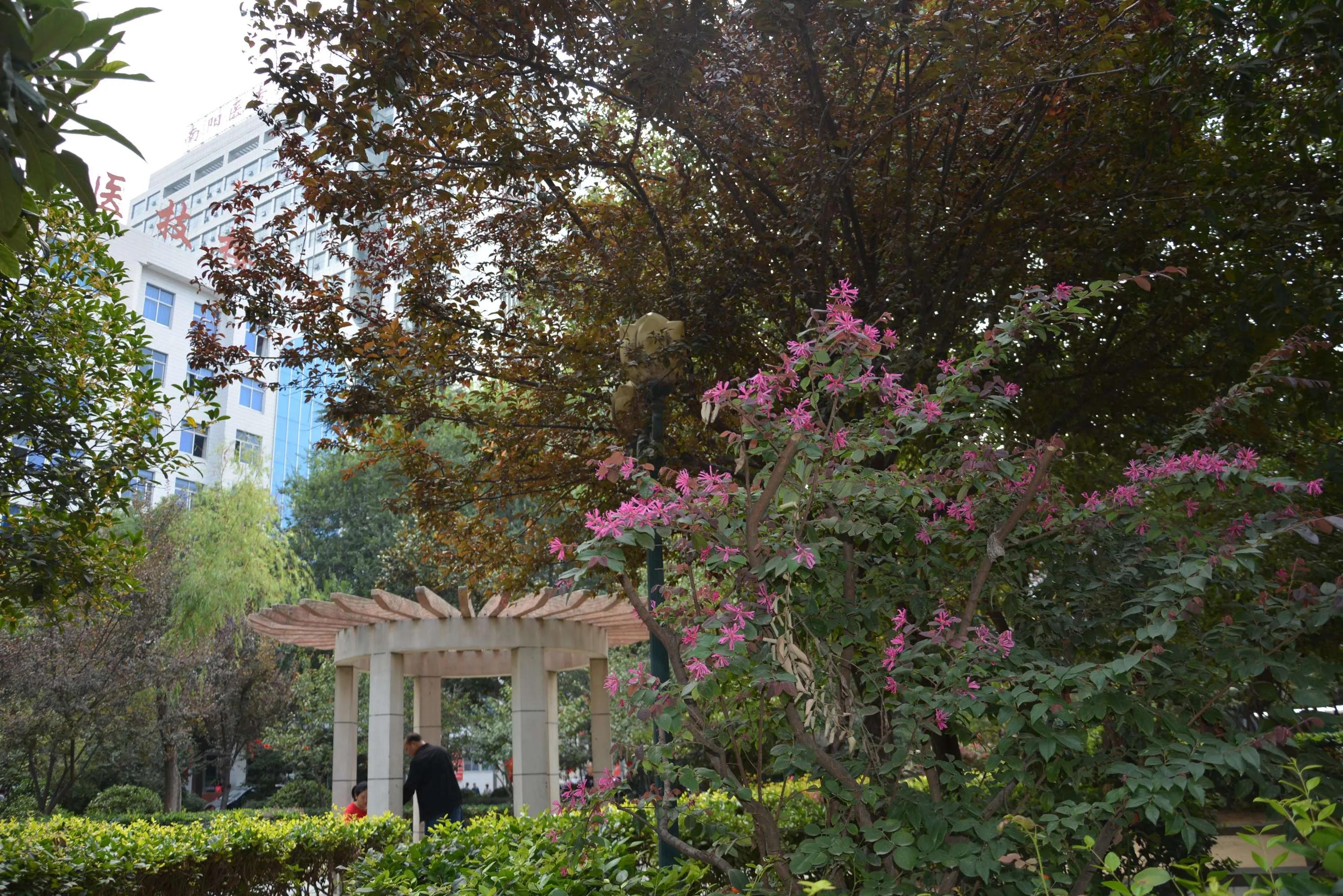 大美医院,大美南阳医圣祠