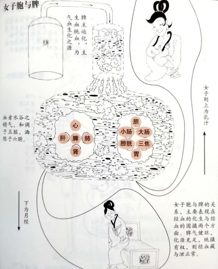 奇恒之腑的解释,奇恒之腑是指哪