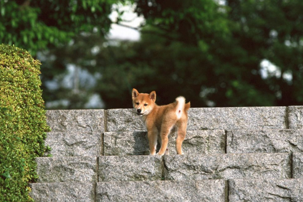 每天都被狗叫吵醒,经常半夜被邻居家的狗叫吵醒