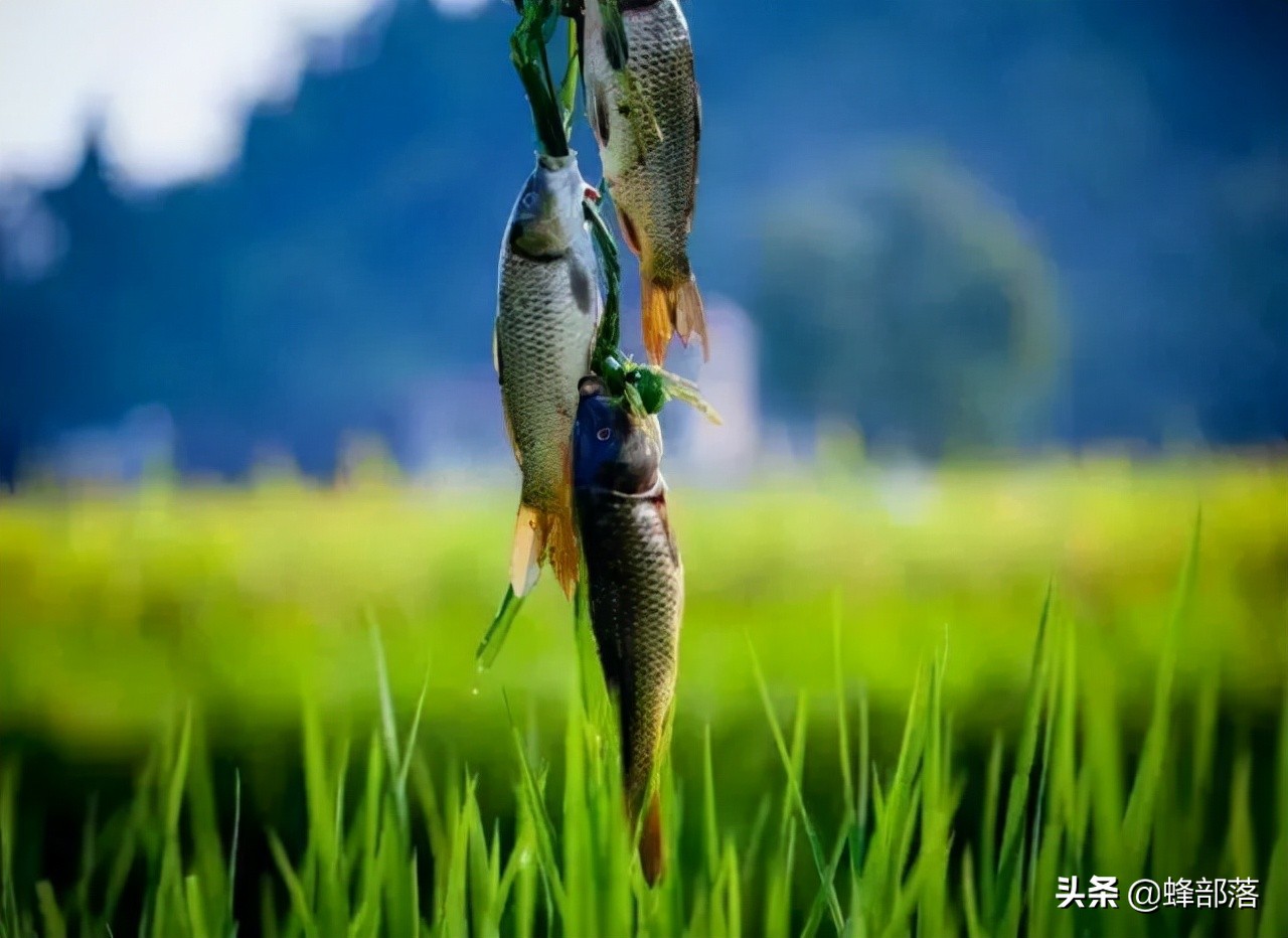 稻田养鱼为什么不赚钱视频,年赚600万稻田养鱼为什么没人养了