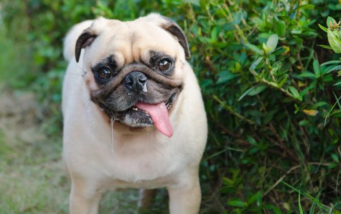 小狗拉稀流鼻涕不吃东西什么原因,小狗为什么容易流眼泪