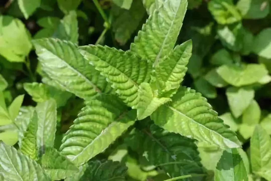 家庭简易版奶茶烧仙草,怎么在家做烧仙草奶茶简单又好喝