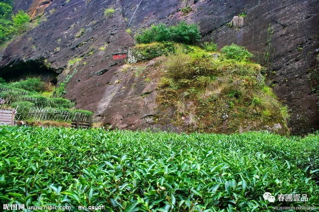 大红袍在茶中的地位,大红袍茶有什么套路
