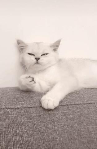 喵星人的反应能力超出常人,喵星人战斗力有多强