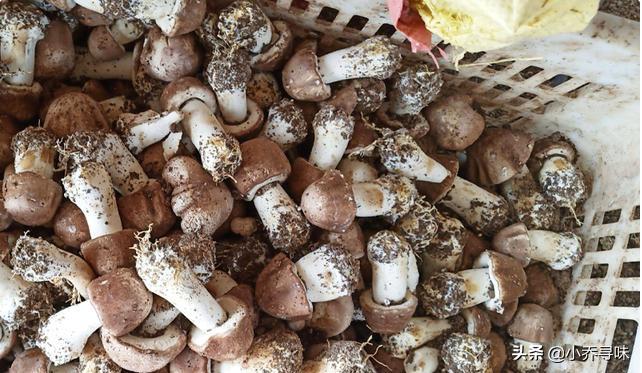 采收期长达180天，如今售价高达100元1斤，消费者：真便宜