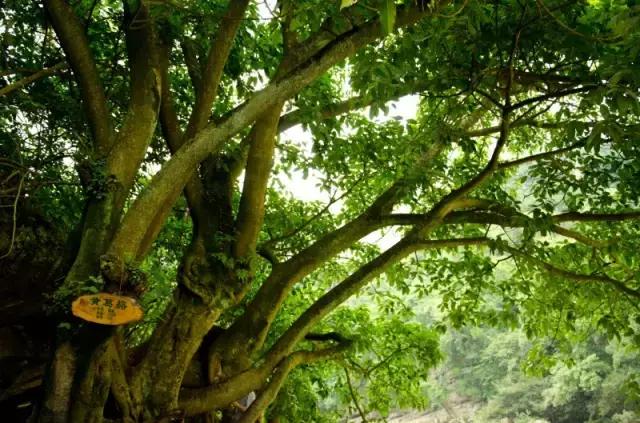 海南常见植物图解视频,海南的树木都有哪些名称