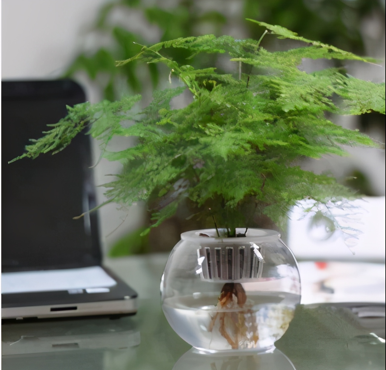 南美室内水培观赏绿植,水培绿植与土培绿植的区别